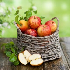 Rx for Old Apple Trees Image